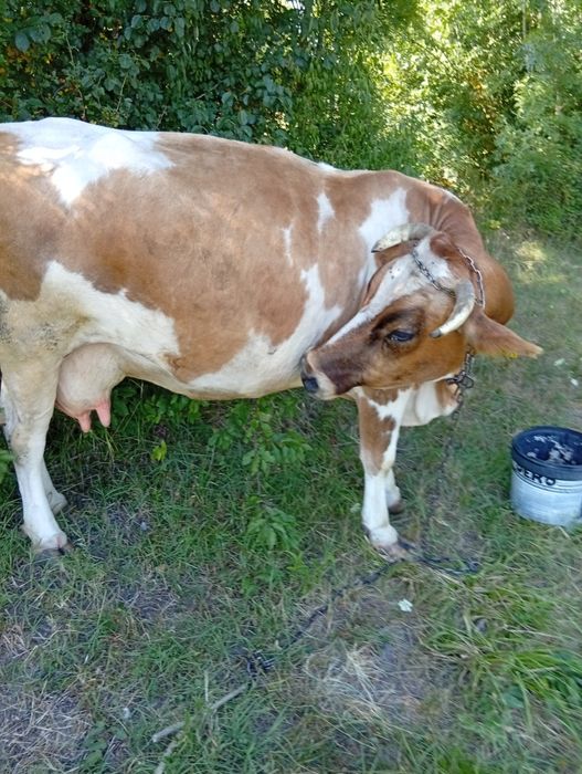 De vânzare vaca de 4 vitei