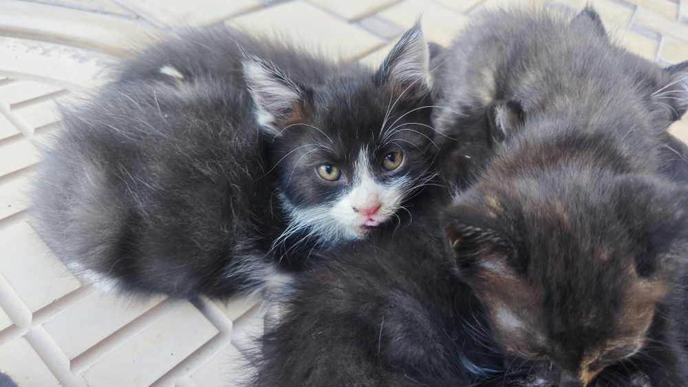 Продаются котята, Mushukchalar sotiladi