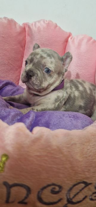 Bulldog Francez Lilac Merle
