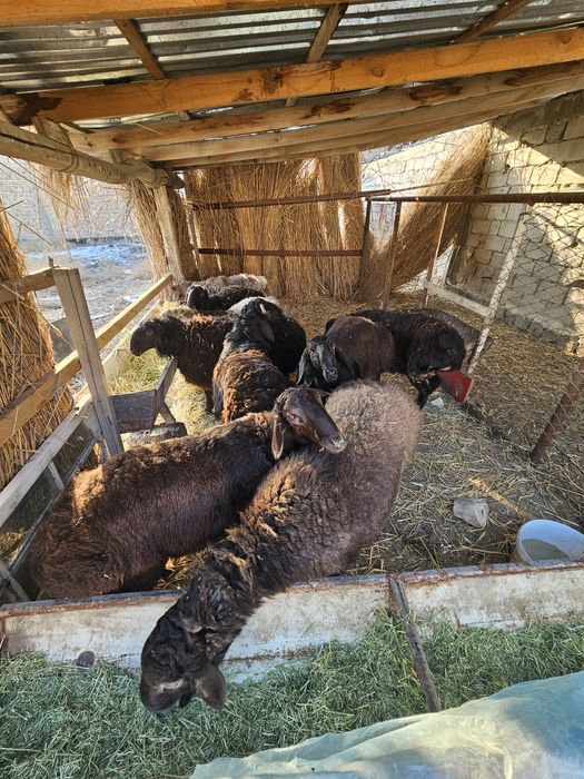 Кучкорлар сотилади