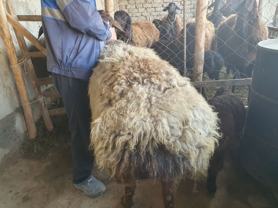3 ta toza zotli hisori qozi qochqorlar sotiladi