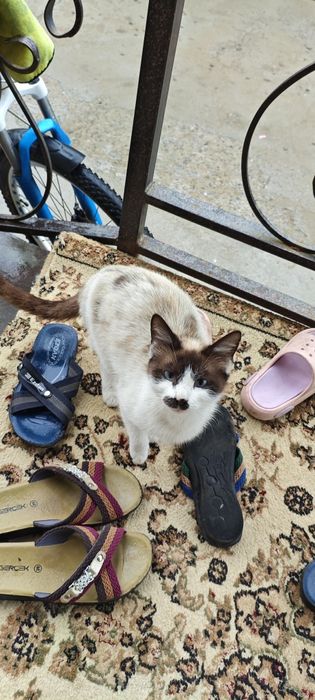 котенок девочка в добрые руки
