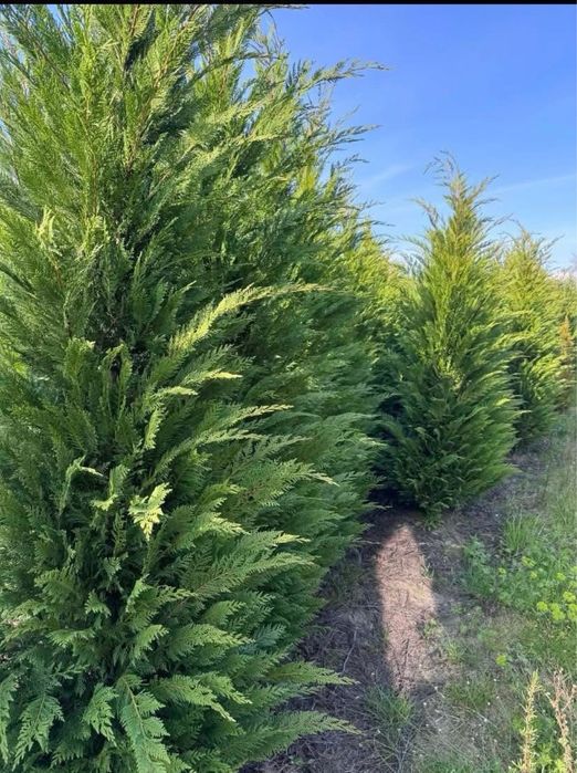 Leylandi la cel mai mic pret