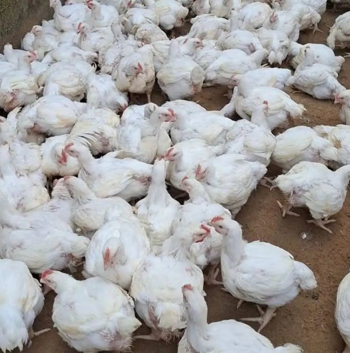 Pui alb de carne si pui rasa mixta