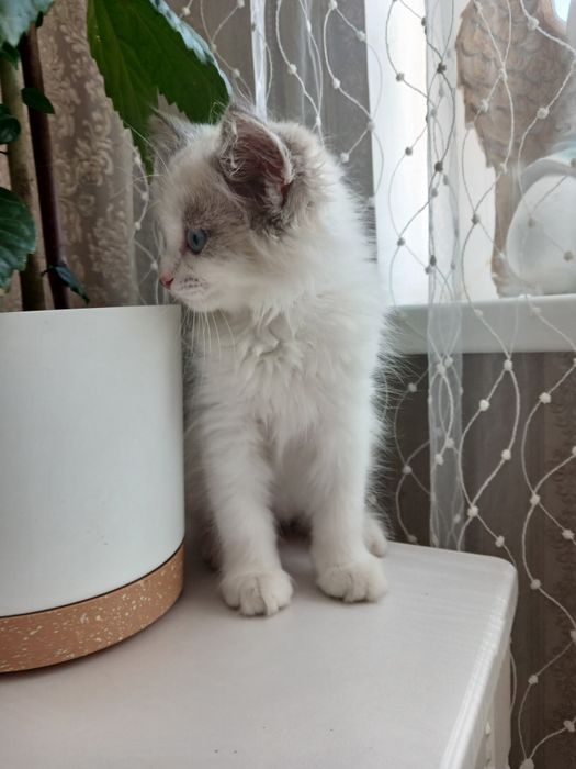 Отдам котёнка-мальчик