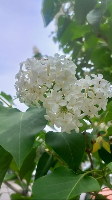 ДАЧА ДАЧА на лето