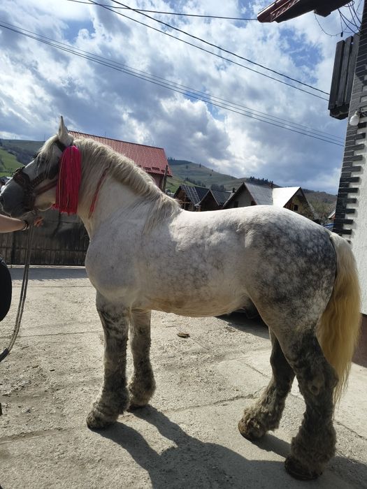 Vând harmasar de 8 ani foarte cuminte lucrat la pădure
