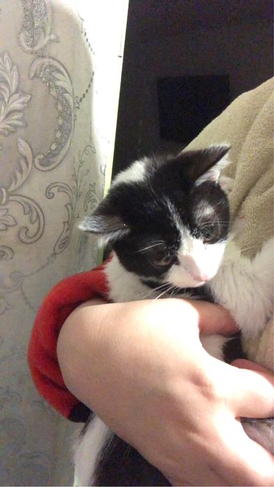 Мысық кошка в добрые руки