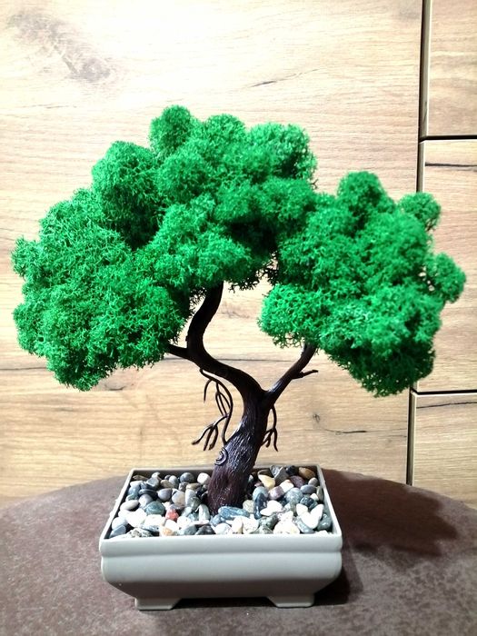 Decoratiuni licheni și plante stabilizate