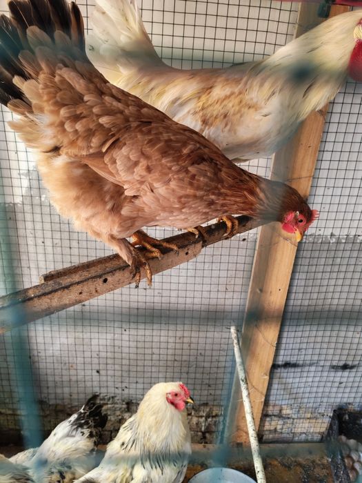 Brama Tovuq xo'raz sotiladi