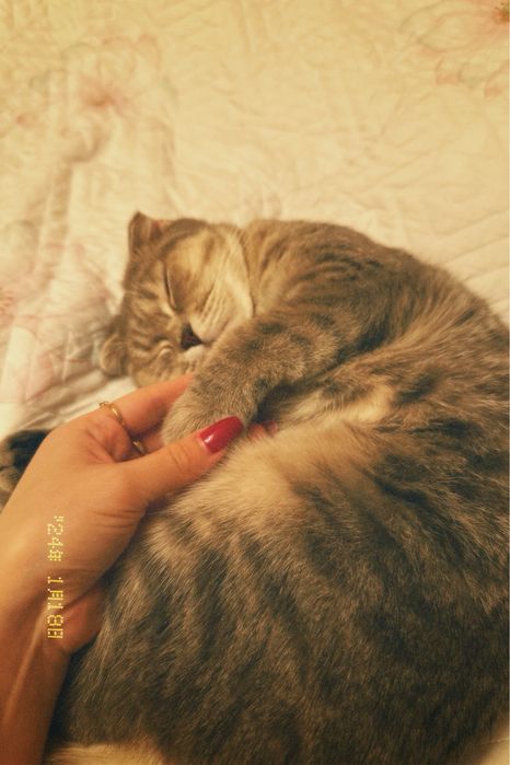 Продаю кошку стирилизованную