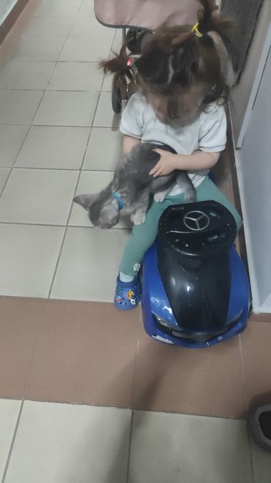 Отьдам домащный шотландский кошка