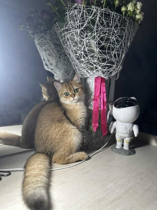 продается Чистокровный скоттиш страйт мальчик