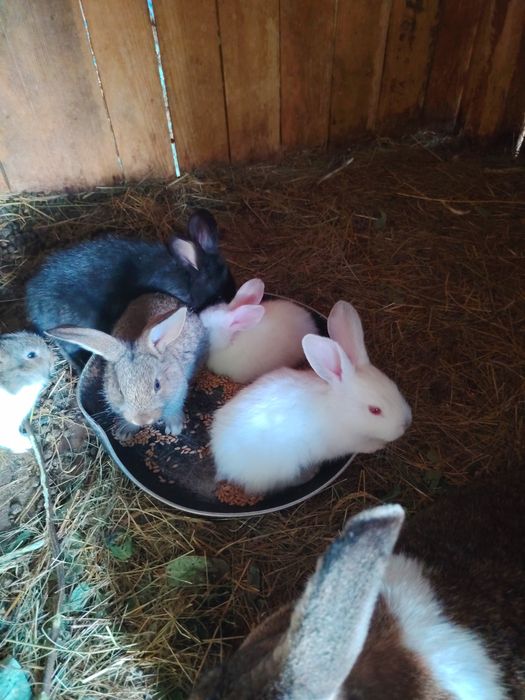 Iepuri de casa 3 generați