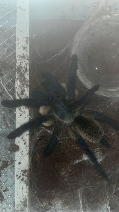 Паук-птицеед Monocentropus balfouri