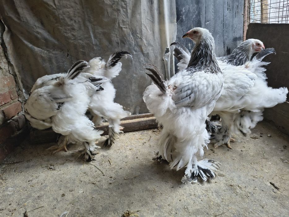 Vand cocosi brahma herminat și cochinchina galben uriaș