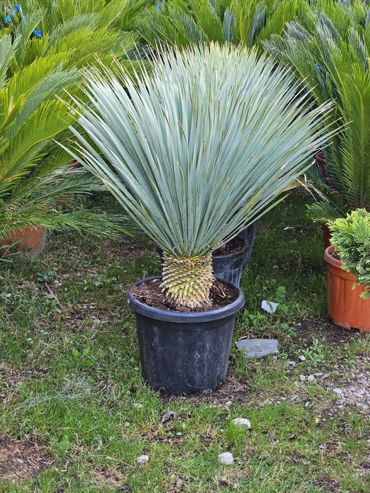Maslini, palmieri, yucca, cedrii pletosi, plangatori etc