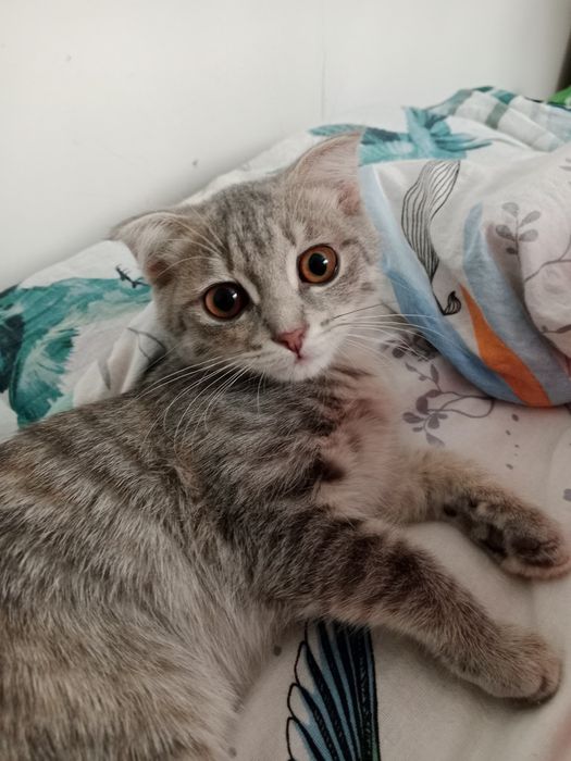 Отдам умную кошечку