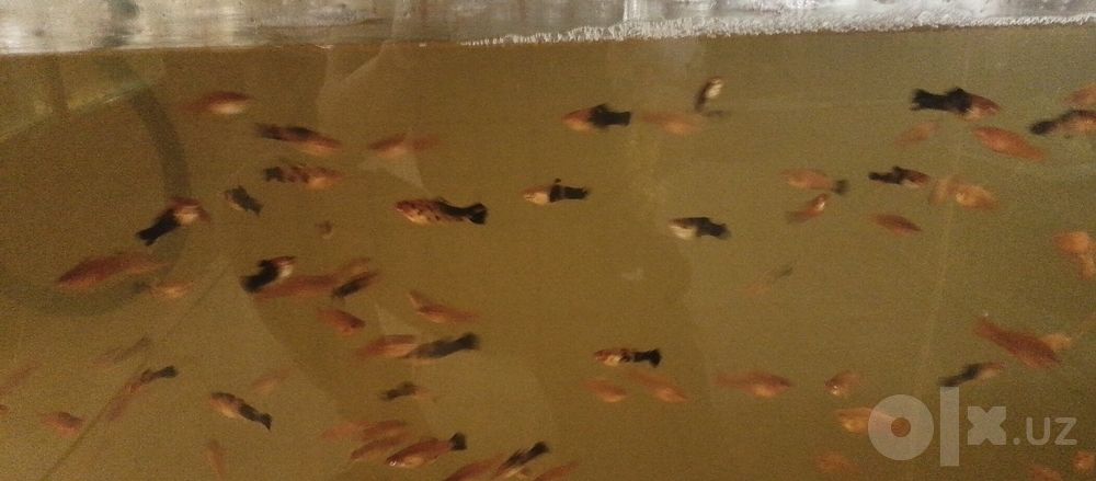 Akvarium balik optom