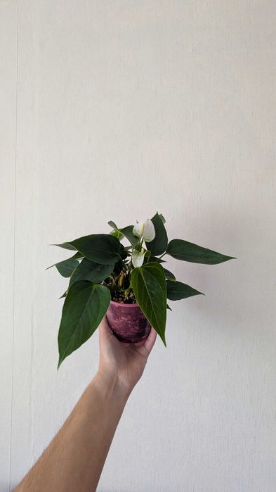 Антуриумы цветущие