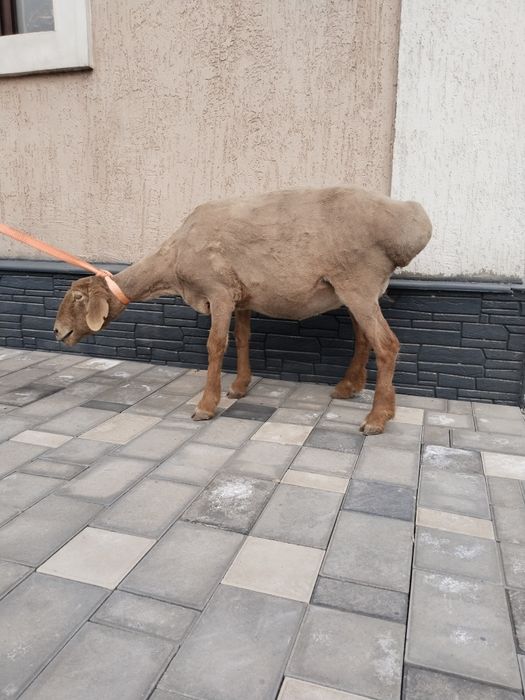 Қой, овца, семіз