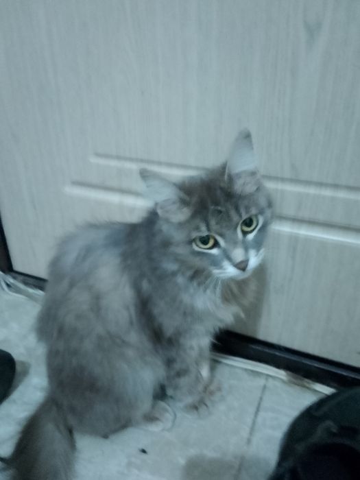 сибирская кошечка