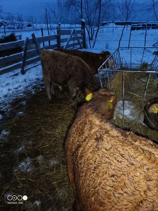 De vînzare 4 vițele