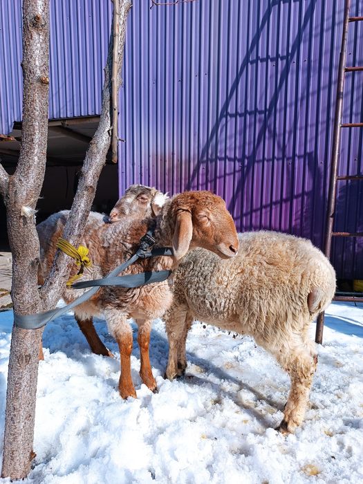 Бараны домашнего откорма
