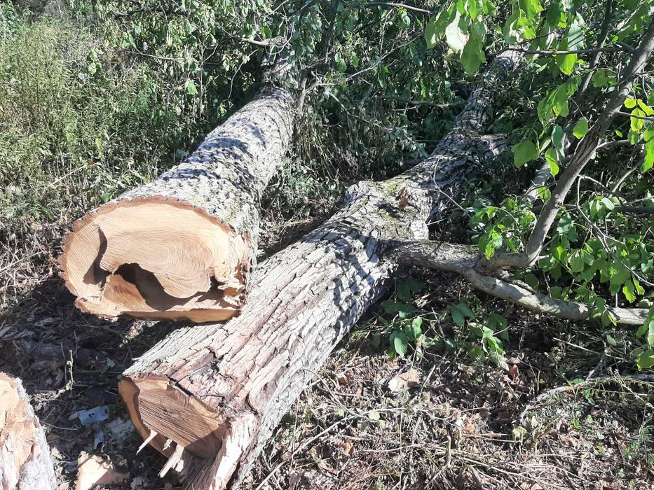 Vand lemn de nuc calitate foarte buna