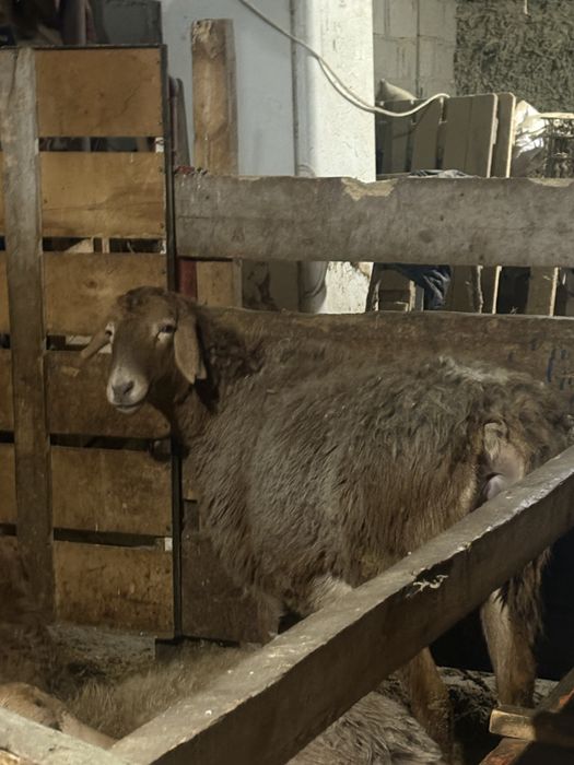 Тусактар сатылады Буаз