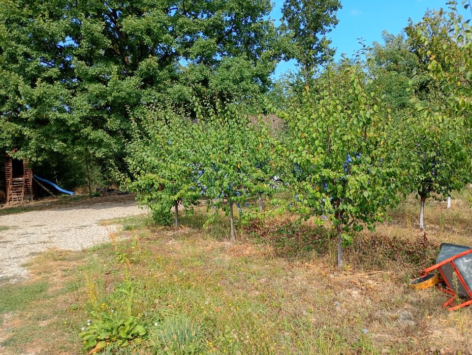 Vand prune 5 lei kg pentru consum