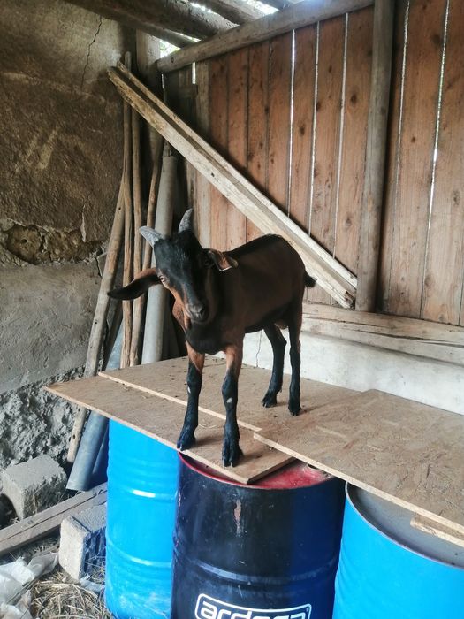 Tapisor Alpina Franceza 3 lunj