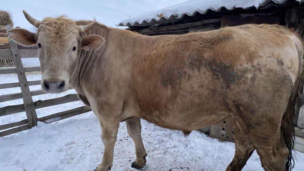 Продам быков на откорме