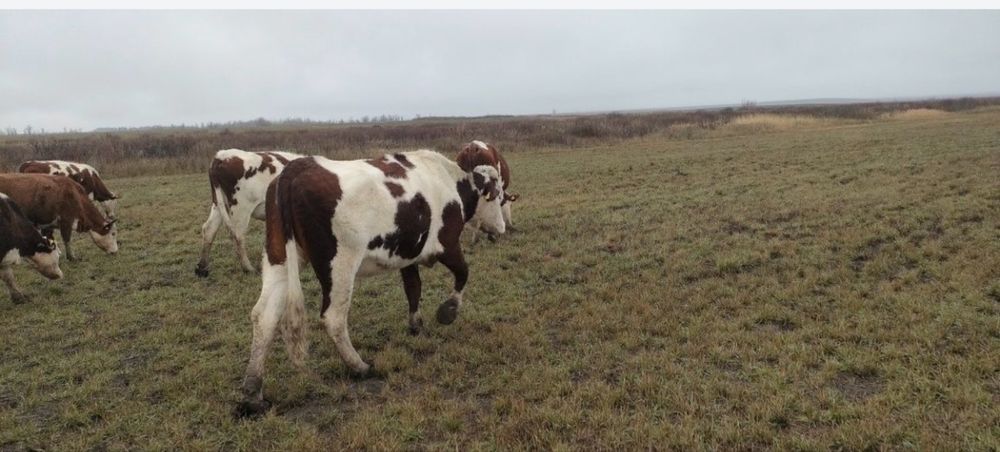 Продам КРС, МРС,   Іри мал, кой сатамын