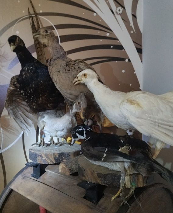 Păsări  împăiate