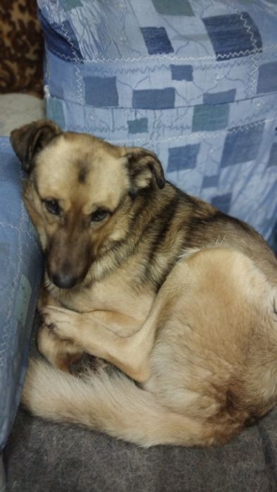 Отдам собаку  кабель