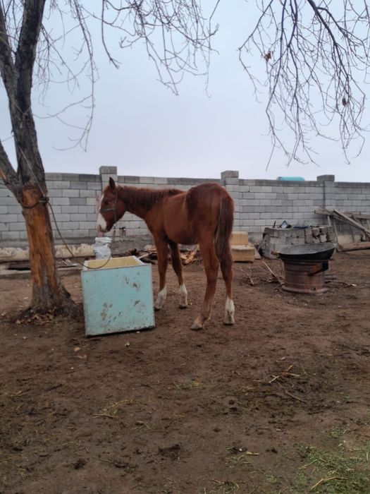 Тайлар сатылады.