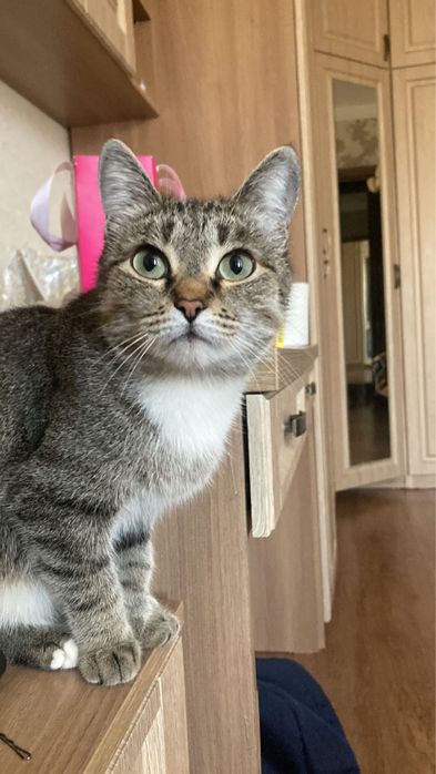 Отдам кошку