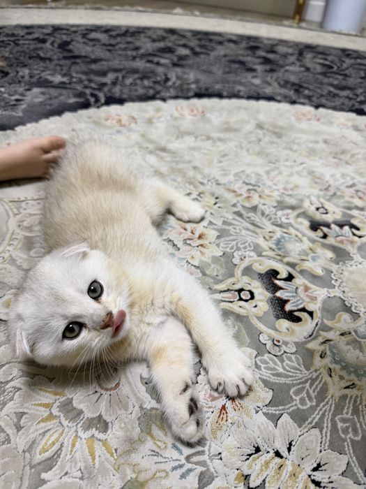 Котята шиншиллы вислоухие по акции