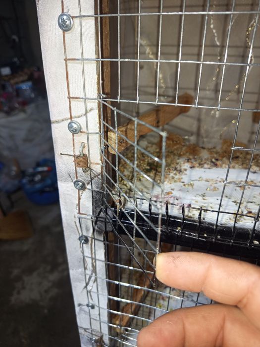 Кафас сайратма канарейкага сотилади 150 минг