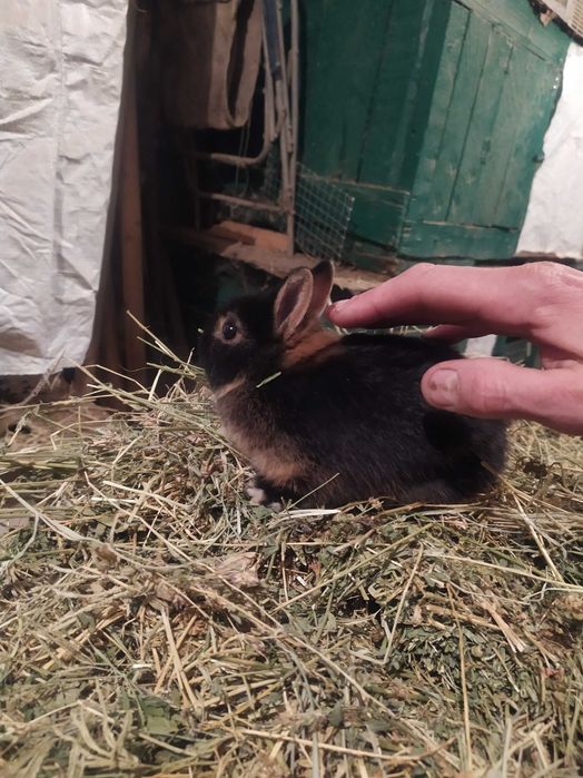 Карликовые крольчата породы ,,Голандский''(голландский торчеухий).