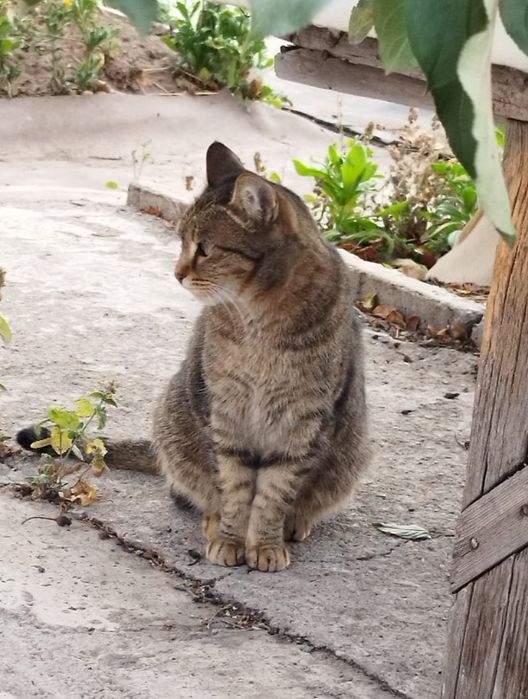 Кошечка девочка, стерилизованная