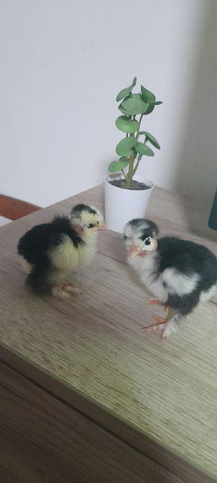 Oua pentru incubat  .
