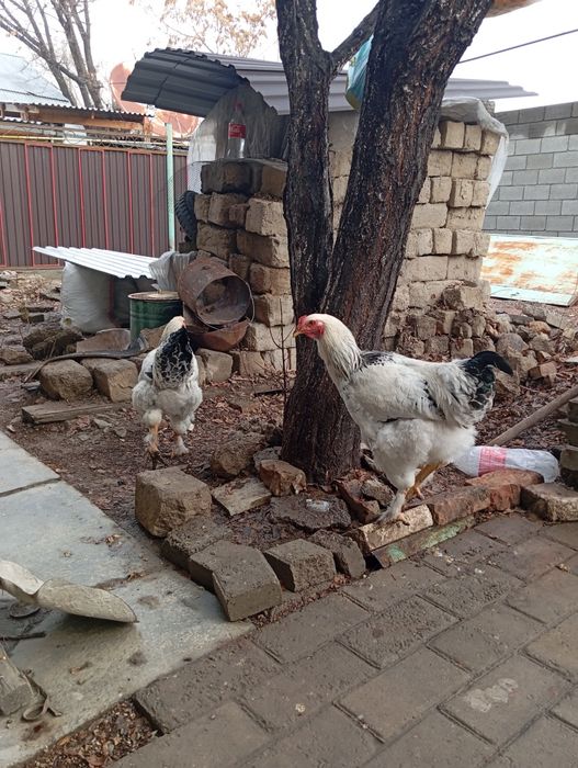 Қораз Сатылады брама