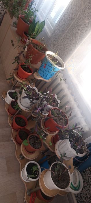 Продам  комнатных цветов