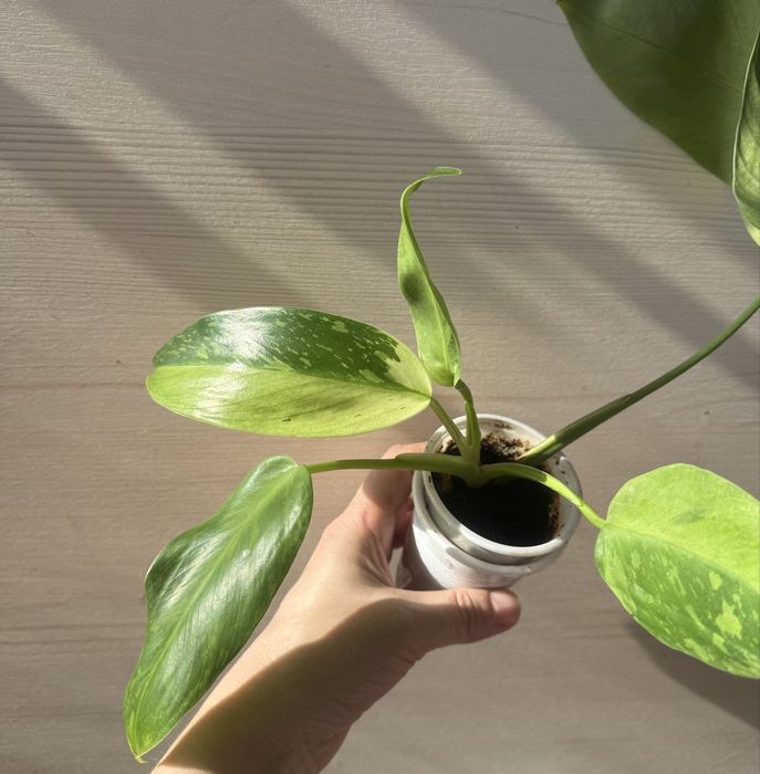 Продам комнатные растерия