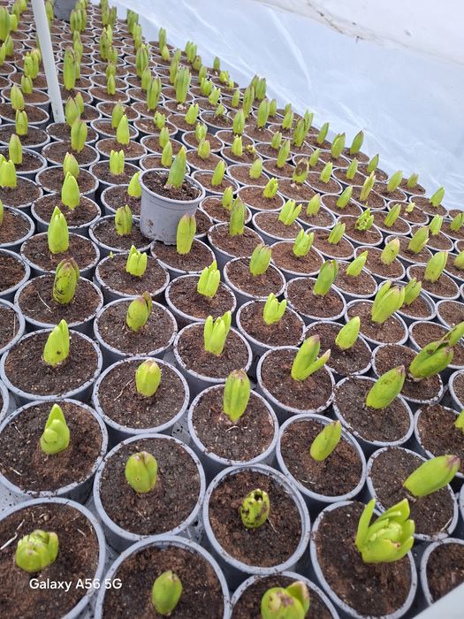 Vând zambile disponibile acum sau 1-8 martie