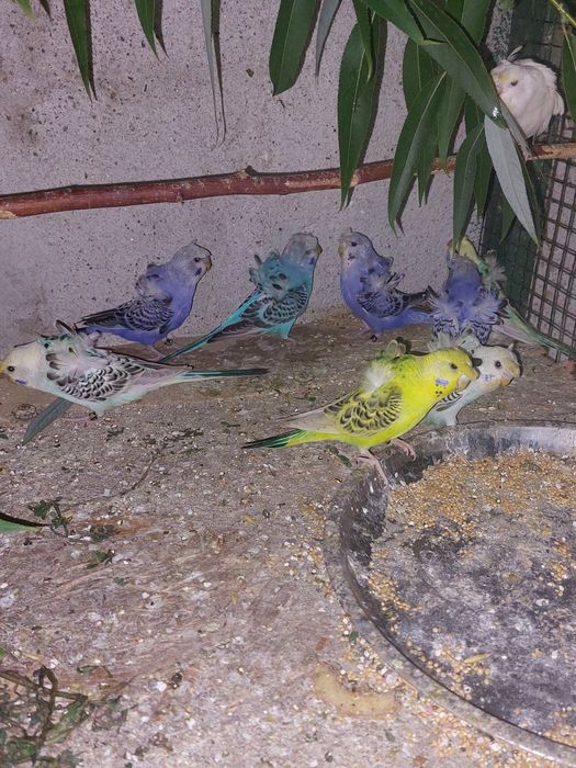 Peruși Hogoromo de vânzare