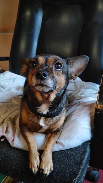 Милая, маленькая собачка ищет дом