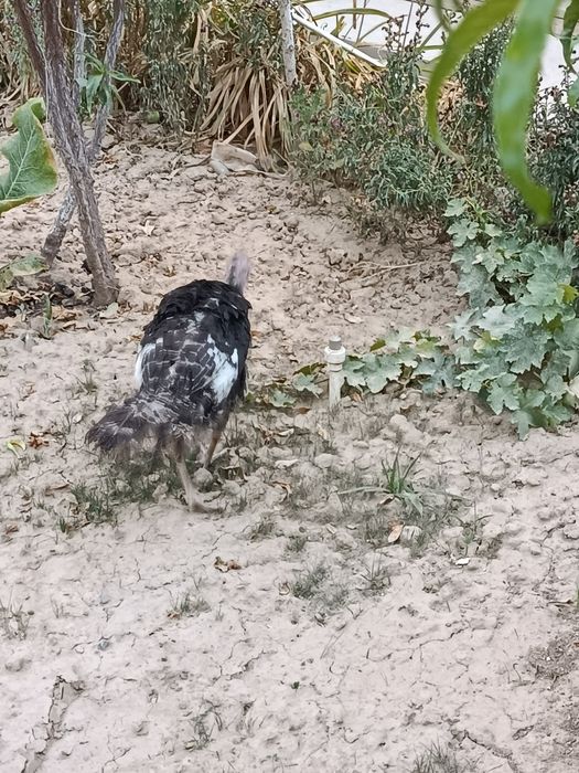 Курка 1.5йил айол